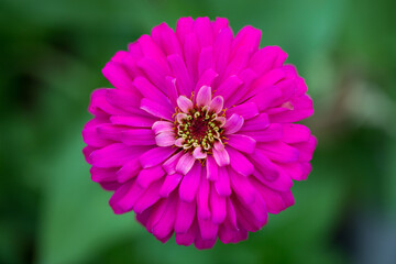 Abstract pink zinnia flower on white background. chrysanthemum flowers in the garden. picture for art work design, add text message, valentine greeting card.
