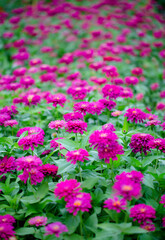 Abstract pink zinnia flower on white background. chrysanthemum flowers in the garden. picture for art work design, add text message, valentine greeting card.
