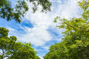Fresh air Trees with blue sky and wind blew gently in the morning.