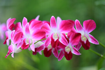 Pink Orchid flower in orchid garden.