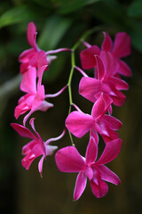 Fototapeta na wymiar Pink Orchid flower in orchid garden.
