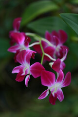 Pink Orchid flower in orchid garden.