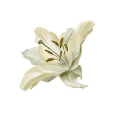 Obraz na płótnie Canvas White lilies at the Feast of the Annunciation of the Blessed Virgin Mary in digital watercolor clipart.Decoration for wedding, Communion, christening, decoration of religious printed products.