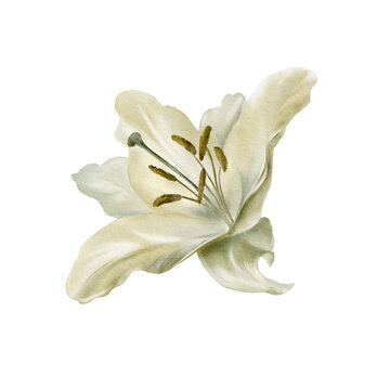 recommend clip art: White lilies at the Feast of the Annunciation of the Blessed Virgin Mary in digital watercolor clipart.Decoration for wedding, Communion, christening, decoration of religious printed products.
