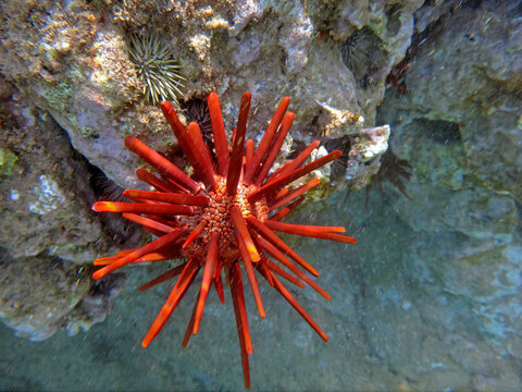 Hawaiian beautiful red slate pencil sea urchin with long bright spikes at ocean floor on Maui coral reef
