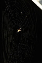Garden Orb Weaver at the Center of an Enchanting Spiderweb