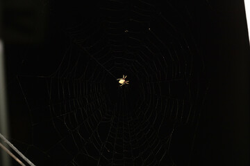 Garden Orb Weaver at the Center of an Enchanting Spiderweb