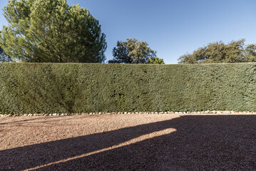 Fototapeta na wymiar Perimeter hedge of the garden of a single-family home