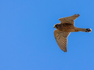 Common kestrel