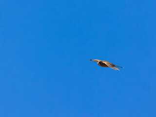 Common kestrel