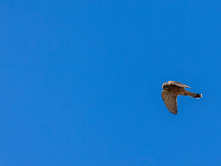 Common kestrel