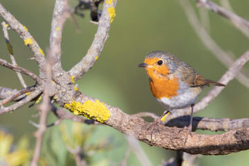European robin