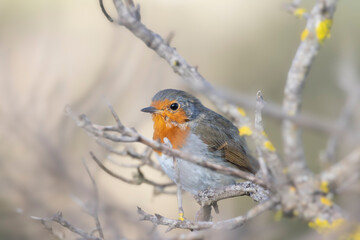 European robin
