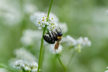 満開の白い蕎麦の花の花粉を集めるタイワンタケクマバチ