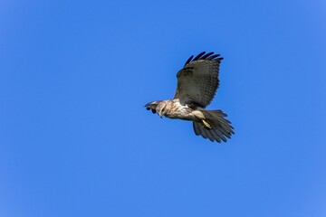 青空バックに獲物を探してホバリングするノスリ