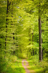 Hiking trail in a green forest of beech trees