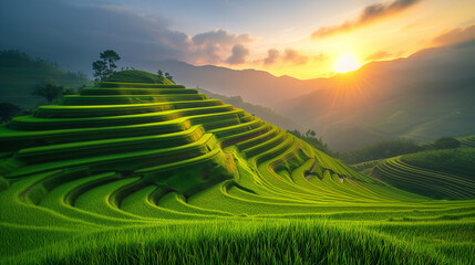 rice field curve terraces at sunrise time, natural background of nature, green rice paddy field