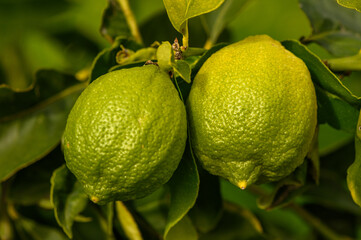 juicy fresh lemons in a garden in Cyprus in winter 11