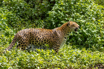 The Indochinese leopard (Panthera pardus delacouri) in a  tropical nature