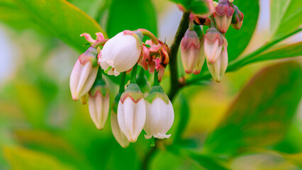 ブルーベリーの花