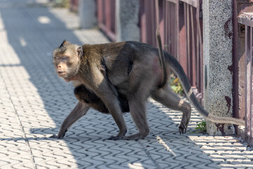 A macaque carries a small macaque on its belly, Thailand
