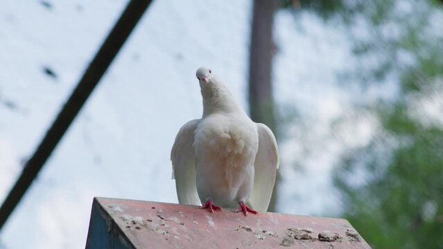 White Fantail pigeon or Columba livia domestica puffs up chest and adjusts wings on birdhouse