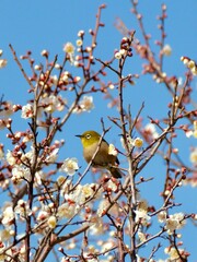 White-eye perched on a plum branch