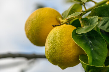 juicy fresh lemons in a garden in Cyprus in winter 6