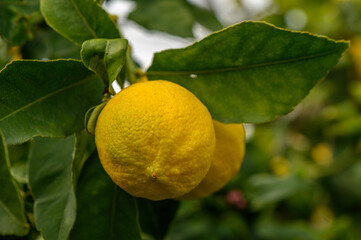 juicy fresh lemons in a garden in Cyprus in winter 5