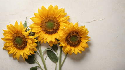  Three Vibrant Yellow Sunflowers on White Textured Background