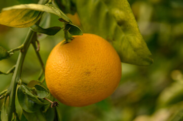 juicy fresh oranges in a garden in Cyprus in winter 4