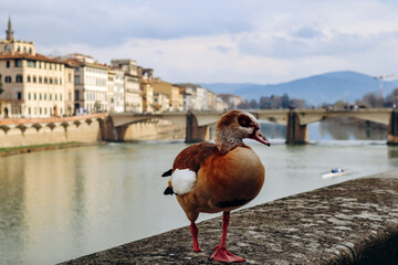 Fototapeta premium Duck on the embankment of Arno River in Florence