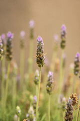 Obraz premium La abeja y las flores