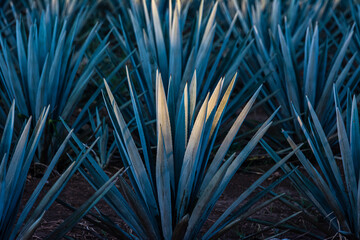 Agave Tequilana Weber Paisaje Agavero Tequila 019
