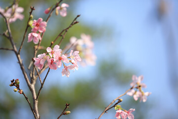 a Cherry blossoms in full bloom, under blue spring sky.