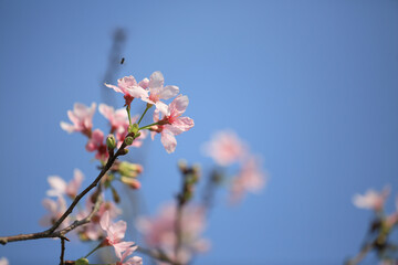 a Cherry blossoms in full bloom, under blue spring sky.
