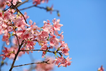 a Cherry blossoms in full bloom, under blue spring sky.