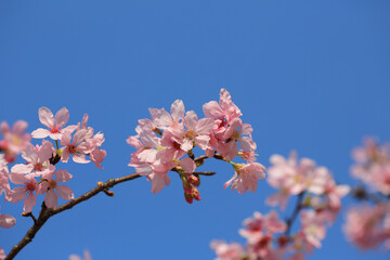 a Cherry blossoms in full bloom, under blue spring sky.