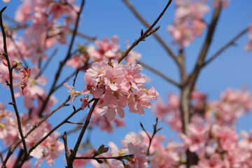 a Cherry blossoms in full bloom, under blue spring sky.