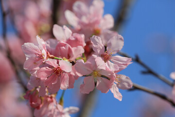 a Cherry blossoms in full bloom, under blue spring sky.