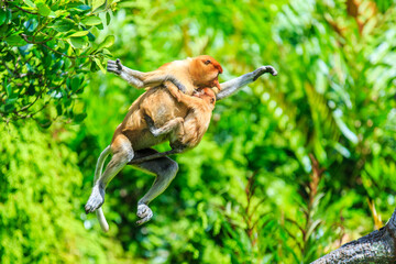 Fototapeta premium proboscis monkey or nasalis larvatus