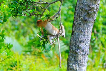 Obraz premium proboscis monkey or nasalis larvatus