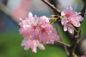 a Cherry blossoms with lights and bokeh