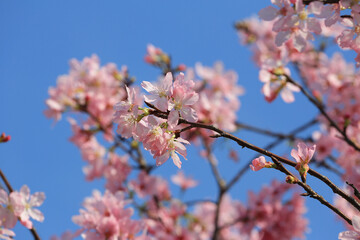 a Cherry blossoms in full bloom, under blue spring sky.