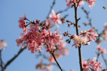 a Cherry blossoms in full bloom, under blue spring sky.