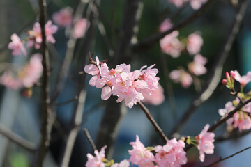 a Cherry blossoms with lights and bokeh