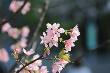 Fototapeta premium a Cherry blossoms with lights and bokeh