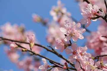 a Cherry blossoms in full bloom, under blue spring sky.