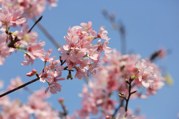 a Cherry blossoms in full bloom, under blue spring sky.