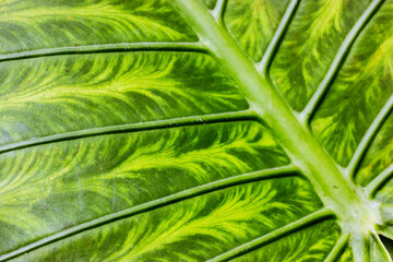 Fresh green palm leaf texture. Exotic tropical plant is growing in botanical garden. Foliage...